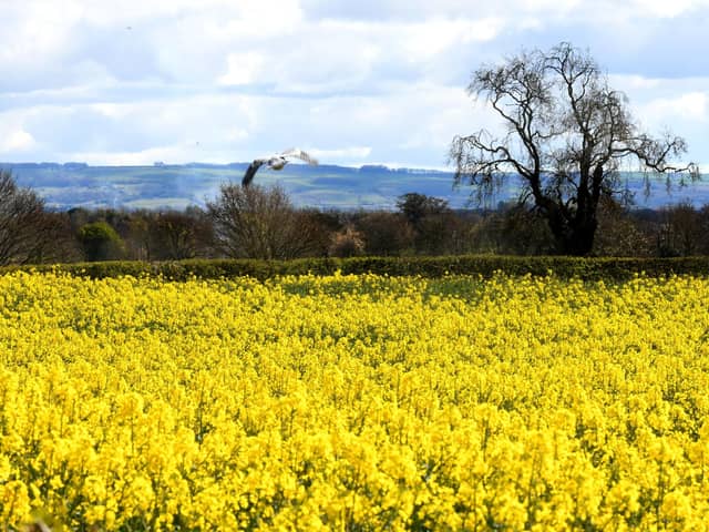 A field at Gate Helmsley near York with a backdrop of the Yorkshire Wolds. Picture: Gary Longbottom.