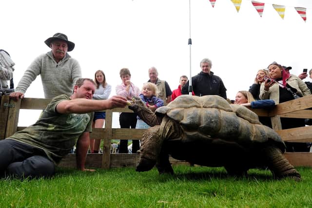 Otley Show..Adrian Graham feeds one of his Aldabra giant tortoises