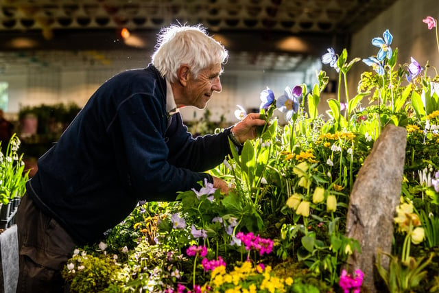 David Rankin, from Kevock Garden Plants and Bulbs, based in Lasswade, Scotland, inspecting a Himalayan blue poppy. Picture By Yorkshire Post Photographer,  James Hardisty.
