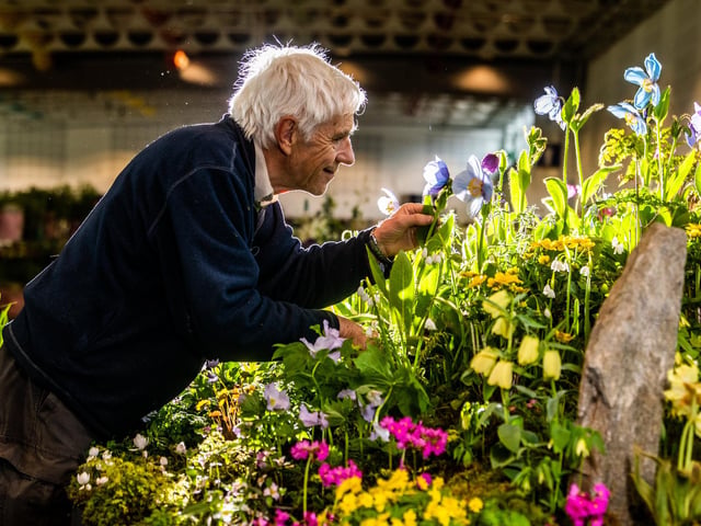 David Rankin, from Kevock Garden Plants and Bulbs, based in Lasswade, Scotland, inspecting a Himalayan blue poppy. Picture By Yorkshire Post Photographer, James Hardisty.