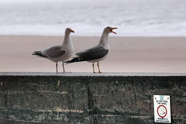 Seagulls on a wall in front of a near deserted beach  (Photo by Matt Cardy/Getty Images)