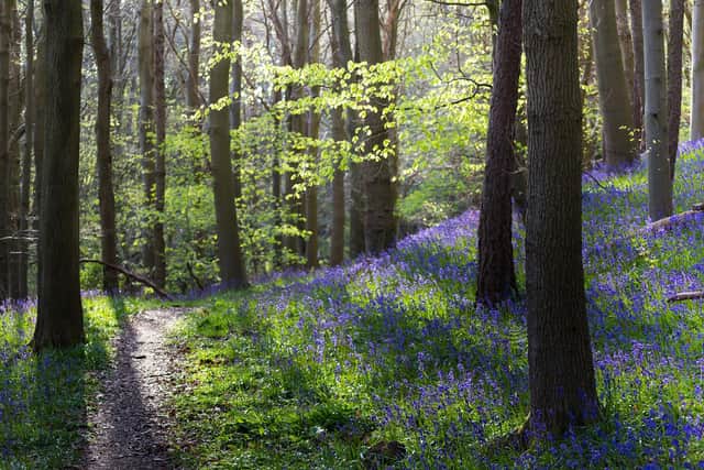 The Woodland Trust said this weekend may be one of the best times to see bluebells in bloom.