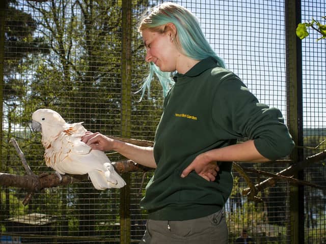 A bird keeper with a pink macaw at the bird garden at Harewood House near Leeds. PIC: Tony Johnson
