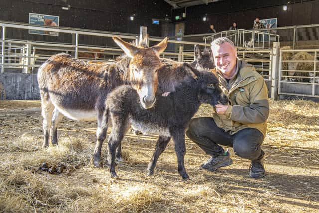 David Nicholson  with Elsie, a Mediterranean miniature donkey and the most recent addition to Cannon Call Farm. Elsie was named after TV presenter Helen Skelton's daughter. Picture Tony Johnson