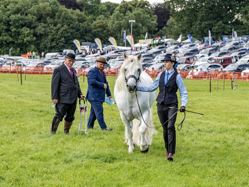 Judging of the equine classes