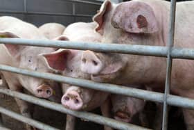 The NPA has called on the Government to introduce essential reforms across the pork supply chain to avert the collapse of the British pig industry and protect the UK’s food security.