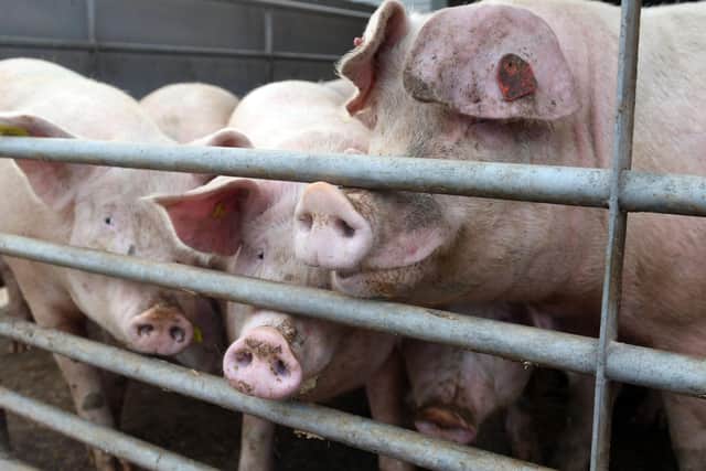 The NPA has called on the Government to introduce essential reforms across the pork supply chain to avert the collapse of the British pig industry and protect the UK’s food security.