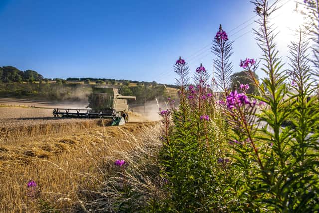 Farmers pass fireweed as they take advantage of last year's long hot dry weather to harvest the wheat in fields close to Thixendale in the Yorkshire Wolds. PIC: Tony Johnson