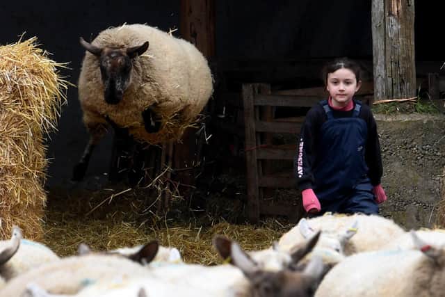 Andy Nicholls and Fiona Mudd's daughter Martha is pictured as a sheep leaps into the air at  Pasture Farm Produce
Scrayingham. Picture by Simon Hulme 13th February2023