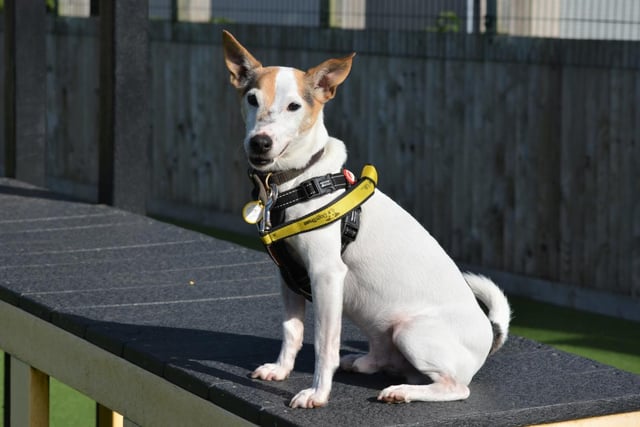 Male - Jack Russell Terrier - aged 8 and over. Teddy can live with people aged 16 and over, and needs to be the only dog in the house. He needs to be around his owners a lot and requires someone who can give him lots of exercise.