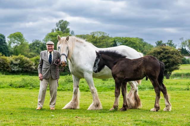 Francis Richardson, 77, of Bewholme Hall Farm, Bewholme, near Beverley, East Yorkshire, a farmer and Shire Hores breeder, who has recently received an honour from the Shire Society for his lifelong involvement in the breed. Pictured Francis, hold one of their mares Brewholme Blue Smoke, and her foal.