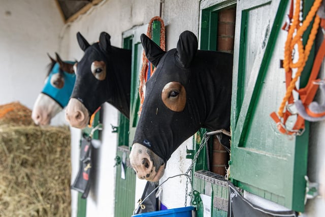 Stabled horses on the first day of the Great Yorkshire Show