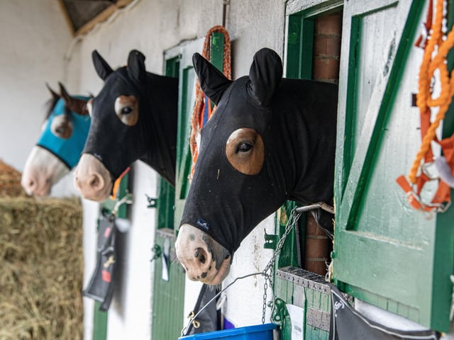 Stabled horses on the first day of the Great Yorkshire Show