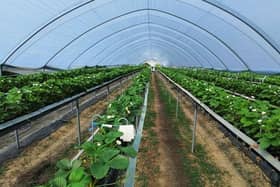 AgriSound has announced a new collaborative pilot-study, in partnership with fruit producer Dole.