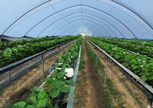 AgriSound has announced a new collaborative pilot-study, in partnership with fruit producer Dole.