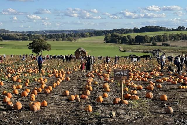 Families picking pumpkins. (Pic credit: Farmer Copleys)
