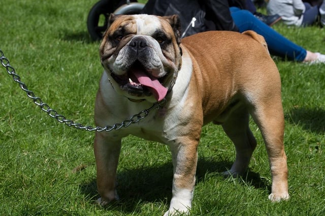 This is the second most common breed to be targeted by thieves, with a price tag of £2,221.08 according to countryliving.com.