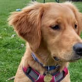 Trainee support dog Betty is a Golden Retriever who is almost two.