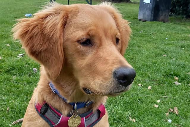 Trainee support dog Betty is a Golden Retriever who is almost two.
