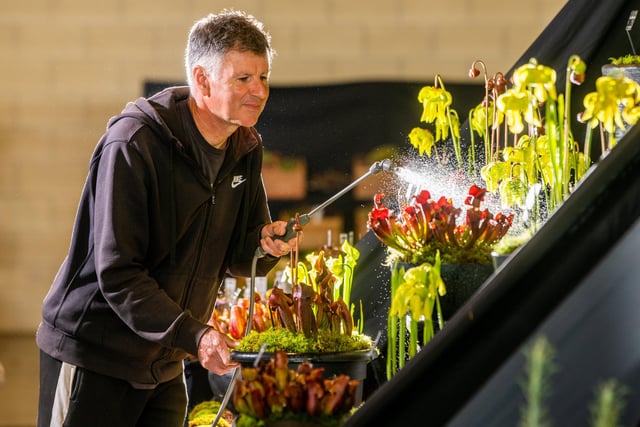 Peter Walker, from Wack's Wicked Plants, based at Scampston, near Malton, who specialist in carnivorous plants busy watering his display. Picture By Yorkshire Post Photographer,  James Hardisty.