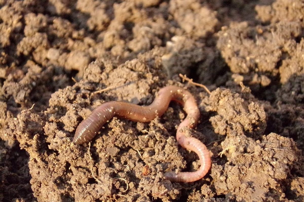 Worm Mess How to manage 'healthy' worms in your lawn without a mess