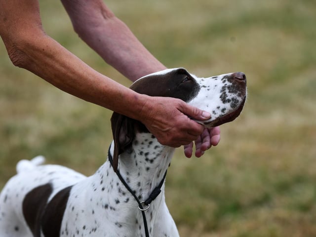 A very good dog is carefully presented ahead of judging