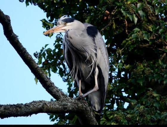 The heron was a regular sight in Whiteley Woods and popular with birdwatchers