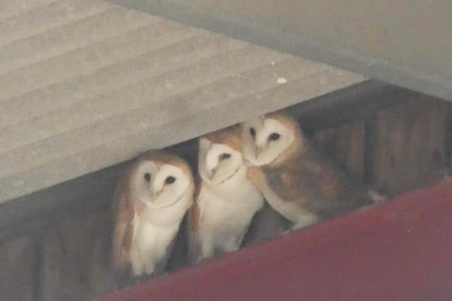Eager-eyed wildlife lovers had previously spotted two barn owls hunting for prey and uploaded photos to facebook