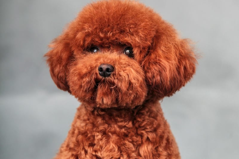 Toy poodles were bred in the early 20th century as the ultimate companion dog. But their tiny stature does not mean you should treat them like a baby - like their larger cousins they are extremely intelligent and active animals.