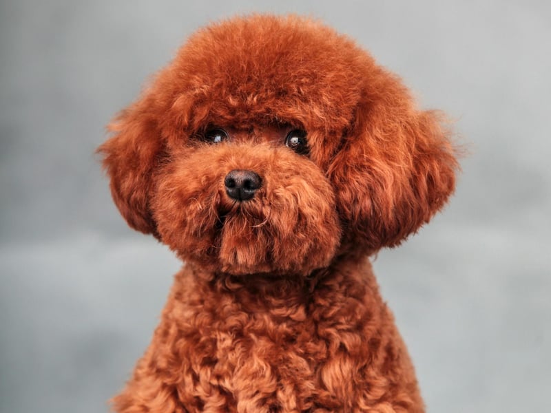 Toy poodles were bred in the early 20th century as the ultimate companion dog. But their tiny stature does not mean you should treat them like a baby - like their larger cousins they are extremely intelligent and active animals.