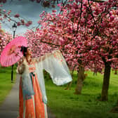 Yen Leong dressed in traditional Chinese dress is pict.ured amongst the Cherry Blossom on the Harrogate Stray, Harrogate. Picture taken by Yorkshire Post Photographer Simon Hulme