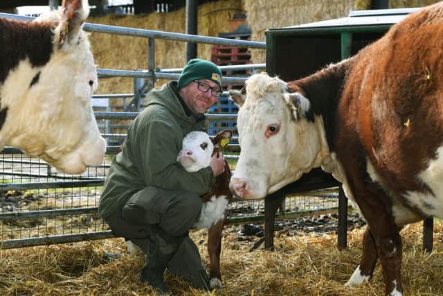 Martin Gardham with a calf at Honeysuckle Farm, near Hornsea.