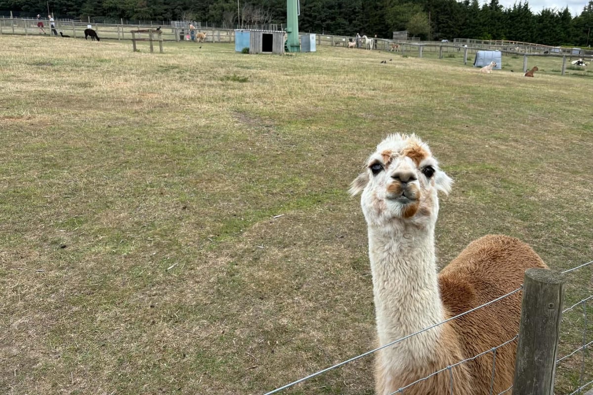 None Go Bye Farm: I visited amazing farm where family can feed animals for £2, the play area is £2 and with a fully-stocked farm shop