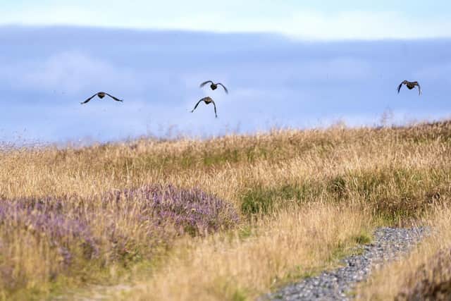 Grouse in flight on the moors in Dunkeld, Perthshire, as the Glorious 12th, the official start of the grouse shooting season, gets underway last year. PIC: Jane Barlow/PA Wire