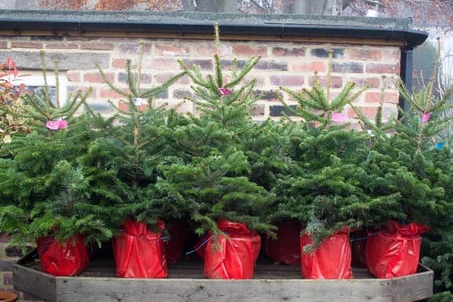 Whiteleys Farm lives Chirstmas trees in pots