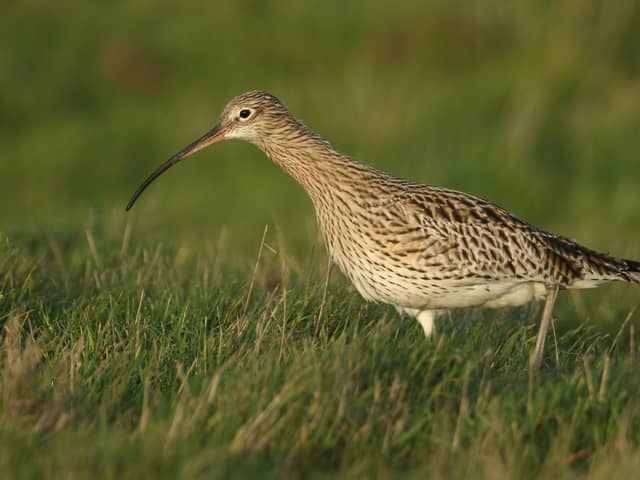 A curlew feeding in a marshy field in the UK.