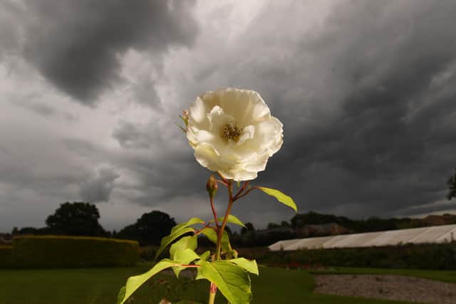 White Roses at the Rose Garden at Temple Newsam, Leeds. PIC: Simon Hulme