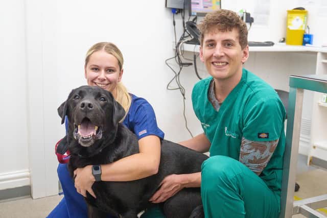 Ashlands Veterinary Centre vet Stuart Black, right, and veterinary nurse Megan Fowler with Indy, the six-year-old Labrador who underwent intensive care after eating discarded mouldy food. Picture: Ashlands Veterinary Centre