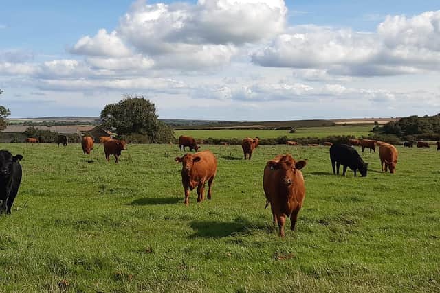 Stabiliser cattle at Low Farm in Gerrick at Moorsholm in the North York Moors.