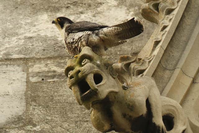 Peregrine falcons on York Minster