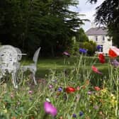 GP Taylor's hedgehog garden, offers the right environment for the mammals to thrive.