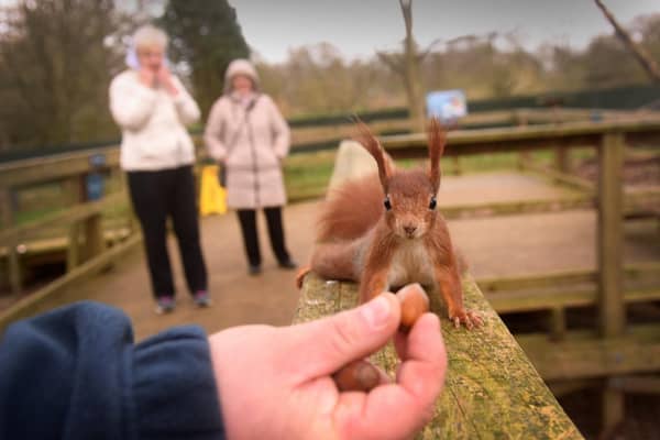 The Red Squirrel enclosure at the Yorkshire Arboretum, Castle Howard, Malton, marks 1 year since it opened.Picture taken by Yorkshire Post Photographer Simon Hulme