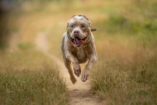 American XL Bully dogs will be banned by the end of the year, Prime Minsiter Rishi Sunak has pledged. (Photo - Alexandre - stock.adobe.com)