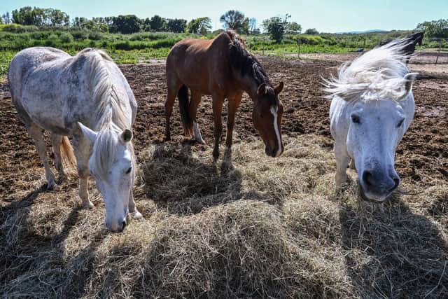 Supplies of hay and haylage look set to tighten significantly over winter.