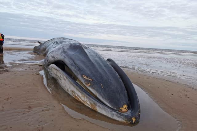 A huge whale that washed up on a British beach has sadly passed away. See SWNS story SWLNwhale; The 55ft (17m) long creature was confirmed dead off Bridlington's South Beach at around 18:00 BST on Tuesday, British Divers Marine Life Rescue told the BBC. It was believed to be a male fin whale, the world's second-largest animal after the blue whale. Bridlington's mayor Mike Heslop-Mullens had earlier urged people to keep away while efforts were made to save it.