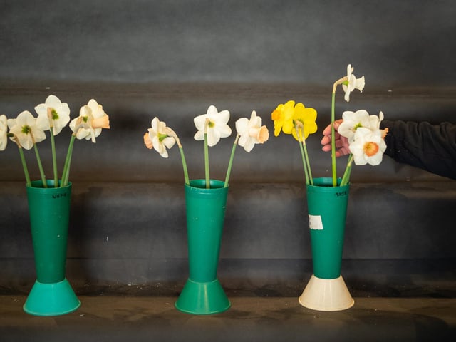 Daffodil displays are prepared during staging day preparation for the Spring Flower Show (Photo by Ian Forsyth/Getty Images)
