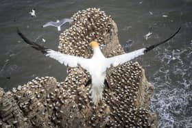 Gannets nest at Bempton Cliffs in Yorkshire, as over 250,000 seabirds flock to the chalk cliffs to find a mate and raise their young. The nature reserve, run by the RSPB, is best known for its breeding seabirds, including northern gannet, Atlantic puffin, razorbill, common guillemot, black-legged kittiwake and fulmar. Picture: Danny Lawson/PA Wire