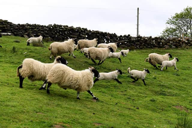 A sheep has died after it was attacked by a dog over the coronation bank holiday weekend