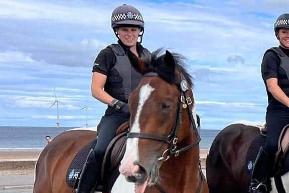 Beautiful and gentle South Yorkshire Police horse 'Tommy Tankersley' up for sale
SYP