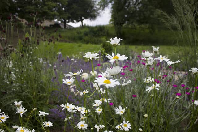 Planting for pollinators and no mowing in some areas, along with other initiatives have turned  Ilkley Riverside Parks into an oasis for plant, bird and insect life.